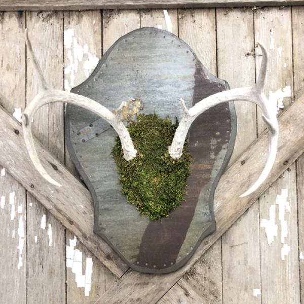 vintage + moss, Antler Plaque Large