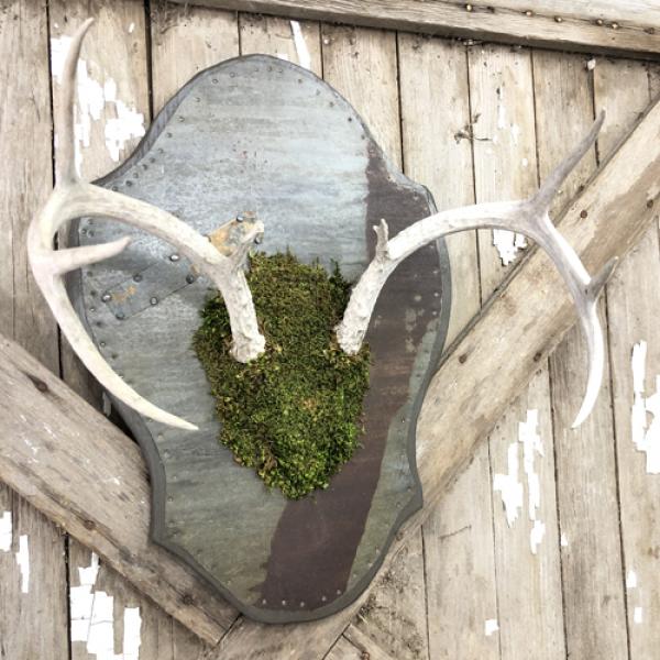 vintage + moss, Antler Plaque Large