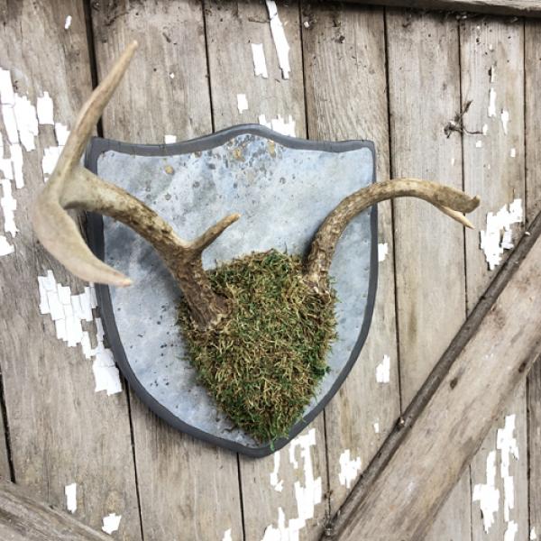 vintage + moss, Antler Shield Plaque Small