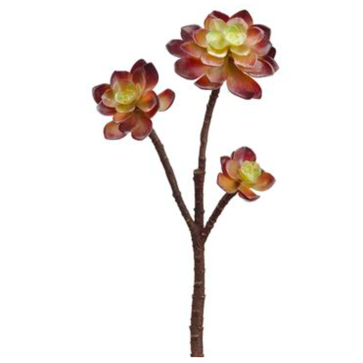 Allstate Floral, Brown Variegated Echeveria Pick 13"