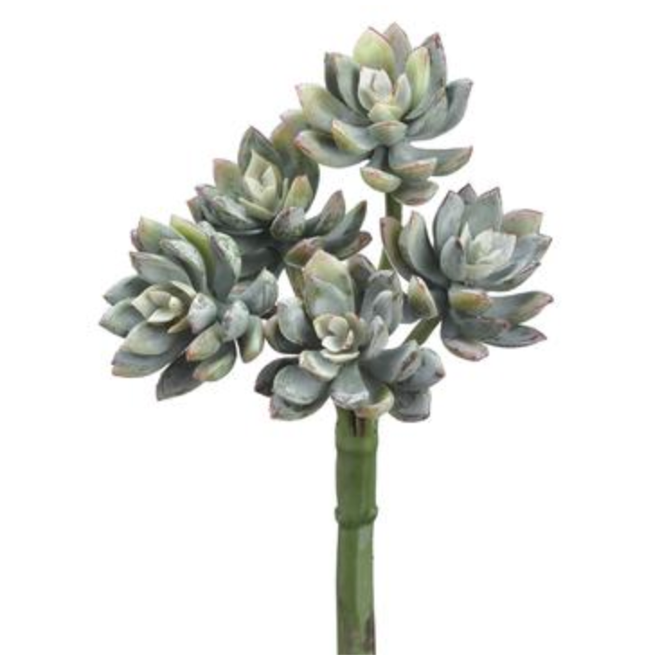 Allstate Floral, Frosty Green Mini Echeveria Stem 9"