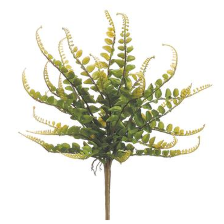 Allstate Floral, Green Button Fern Bush 16"