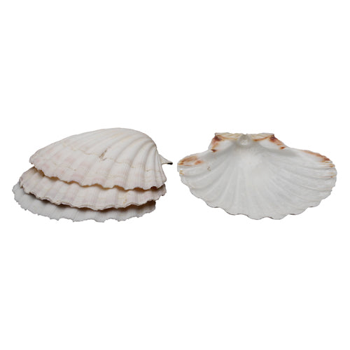 Maine Man, Natural Baking Shells Set of 4